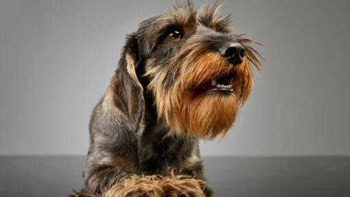 Wire haired sausage clearance dog